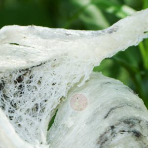 Sự khác biệt giữa yến thô và yến tinh chế.