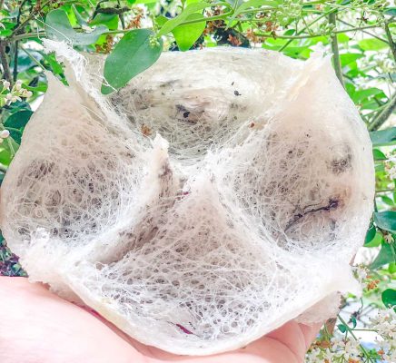 Tổ yến Đông Hà, Yến thô tổ còn lông chất lượng