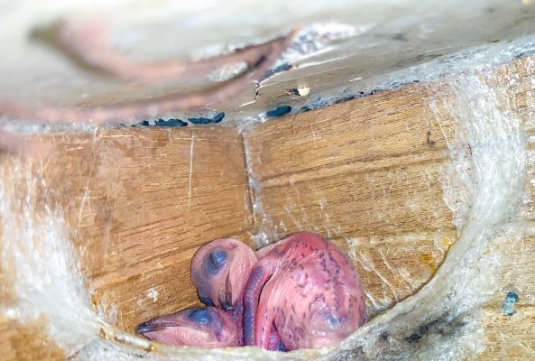 Chân Yến Thô: Tinh Hoa Dinh Dưỡng và Giá Trị Sức Khỏe