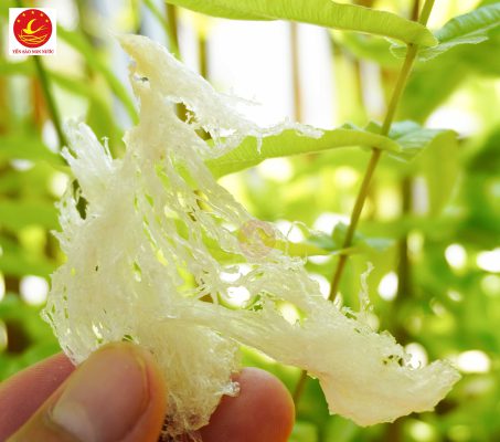 Chân yến Đà Nẵng - Mua chân yến tại đà nẵng