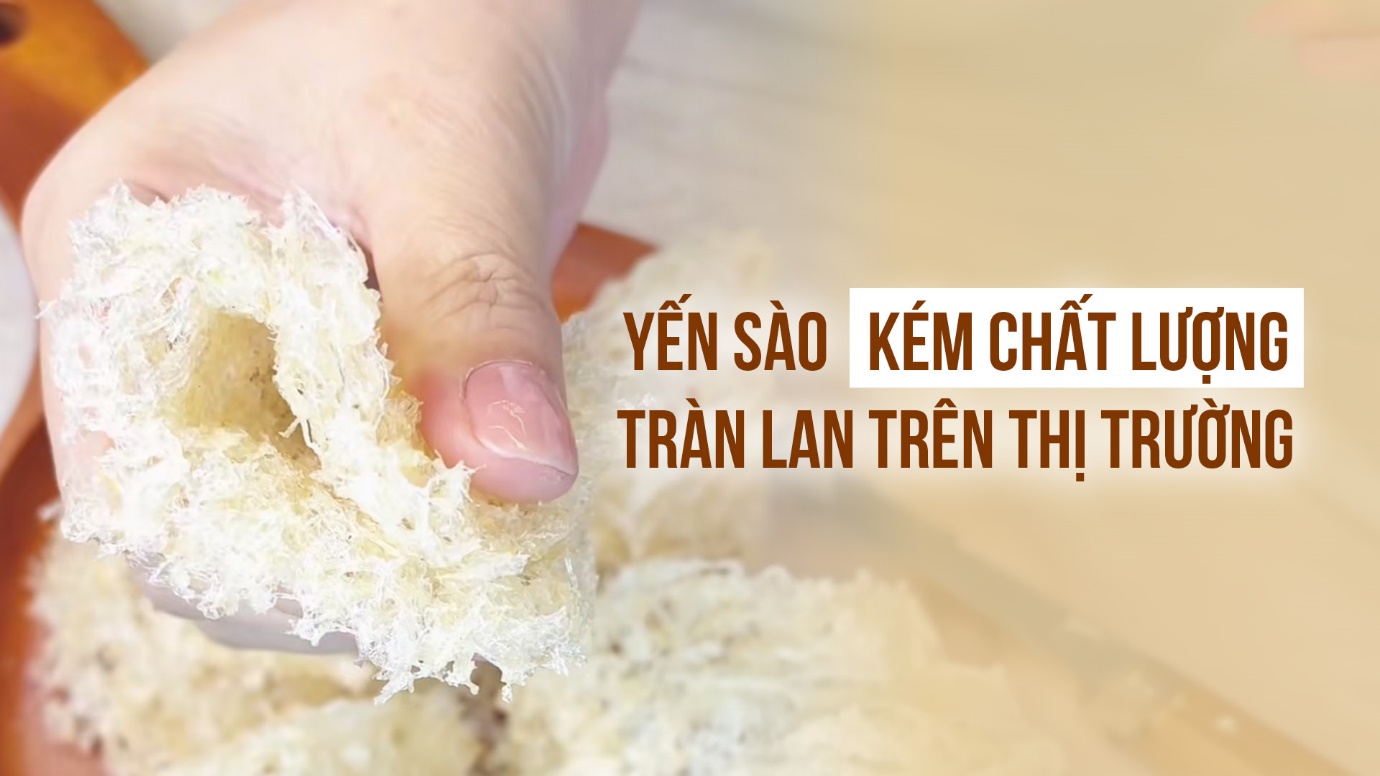 yến giả kém chât lượng tràn lan thị trường